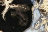 Petrified Wood (Schinoxylon) End-Cut - Blue Forest, Wyoming #377960-1
